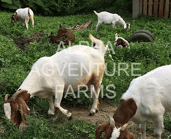 Buy Purebred Red Boer Goats from Alpha Agventure Farms