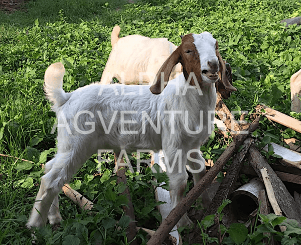 Buy Purebred Red Boer Goats from Alpha Agventure Farms