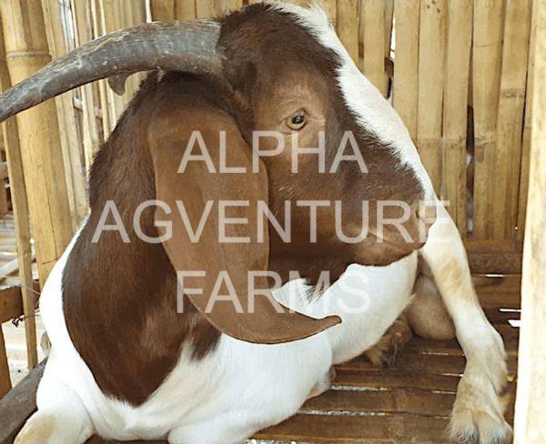 Buy Purebred Red Boer Goats from Alpha Agventure Farms