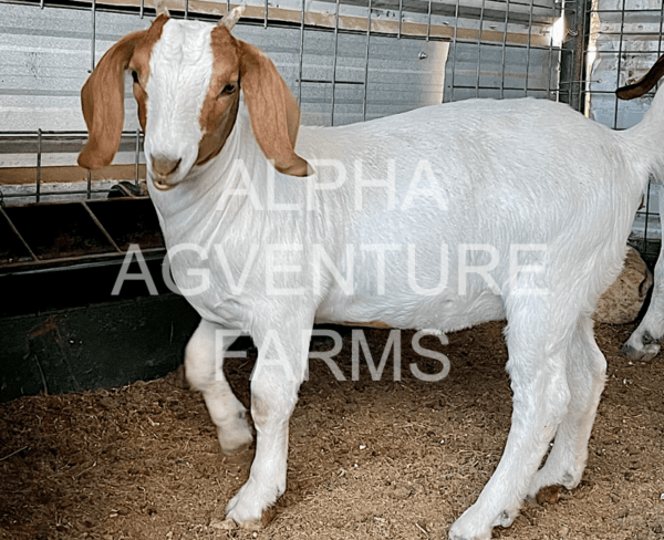 Buy Purebred Red Boer Goats from Alpha Agventure Farms