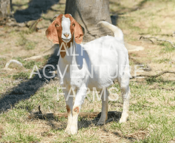 Buy Purebred Red Boer Goats from Alpha Agventure Farms