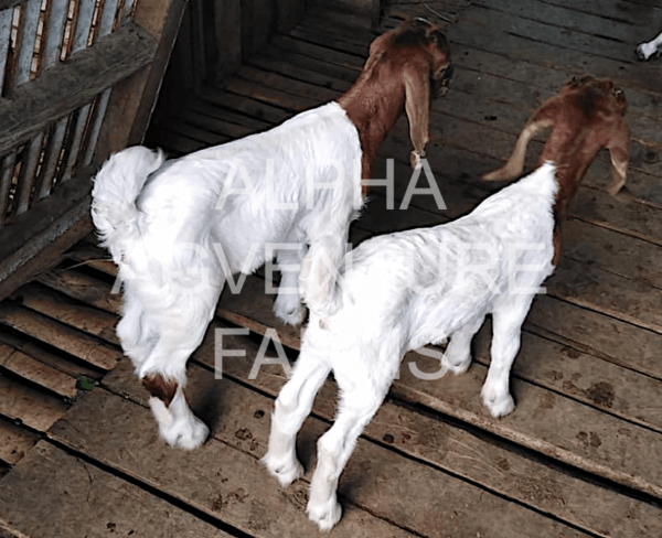 Buy Purebred Red Boer Goats from Alpha Agventure Farms