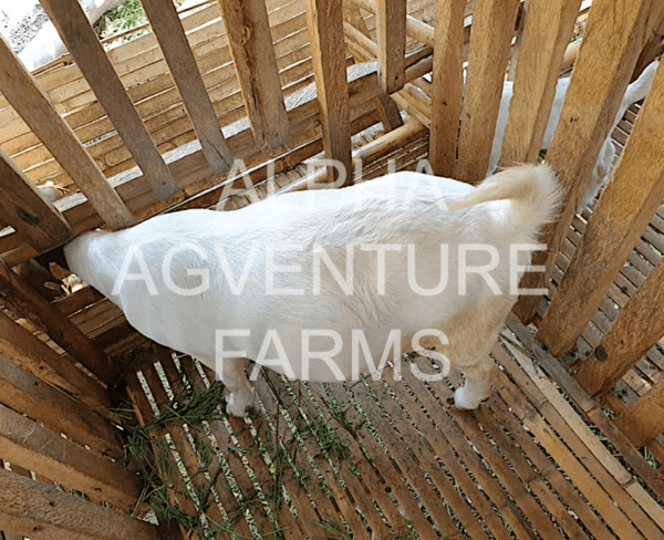 Buy Purebred Red Boer Goats from Alpha Agventure Farms