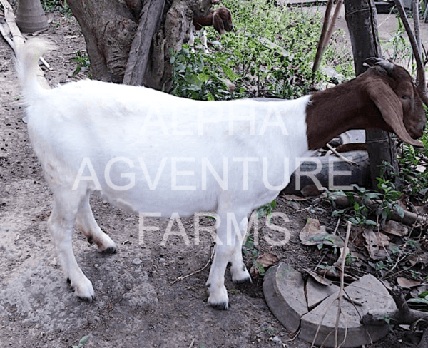 Buy Purebred Red Boer Goats from Alpha Agventure Farms