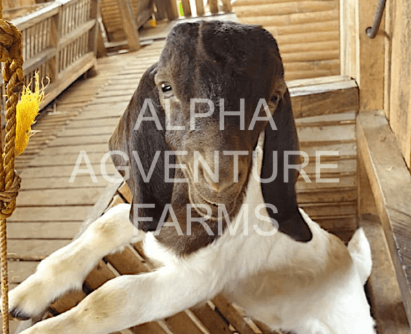 Buy Purebred Red Boer Goats from Alpha Agventure Farms