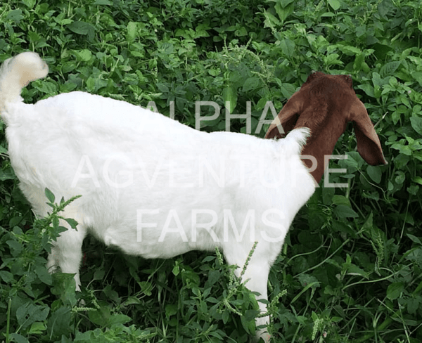 Buy Purebred Red Boer Goats from Alpha Agventure Farms