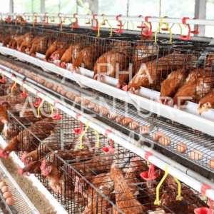 Buy RTL Chicken Layer Cages for Sale in the Philippines