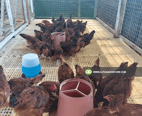 Buy Rhode Island Red Chickens for Sale from Alpha Agventure Farms