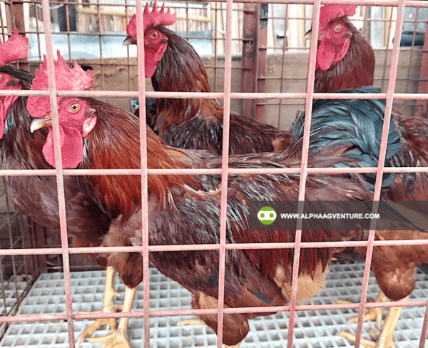 Buy Rhode Island Red Chickens for Sale from Alpha Agventure Farms