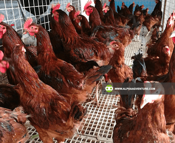 Buy Rhode Island Red Chickens for Sale from Alpha Agventure Farms