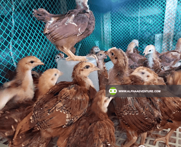 Buy Rhode Island Red Chickens for Sale from Alpha Agventure Farms