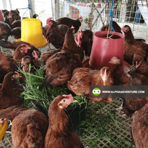 Buy Rhode Island Red Chickens for Sale from Alpha Agventure Farms