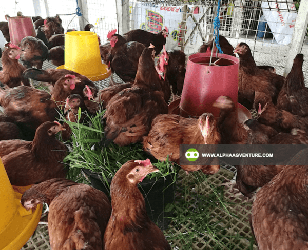 Buy Rhode Island Red Chickens for Sale from Alpha Agventure Farms