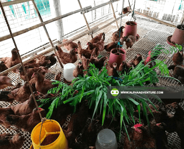 Buy Rhode Island Red Chickens for Sale from Alpha Agventure Farms