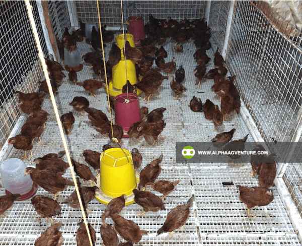 Buy Rhode Island Red Chickens for Sale from Alpha Agventure Farms