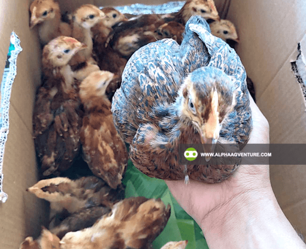 Buy Rhode Island Red Chickens for Sale from Alpha Agventure Farms