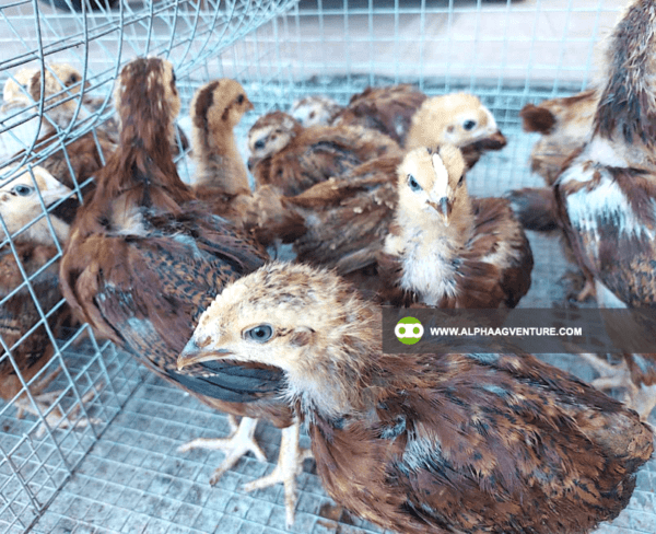 Buy Rhode Island Red Chickens for Sale from Alpha Agventure Farms