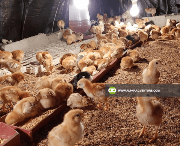 Buy Rhode Island Red Chickens for Sale from Alpha Agventure Farms