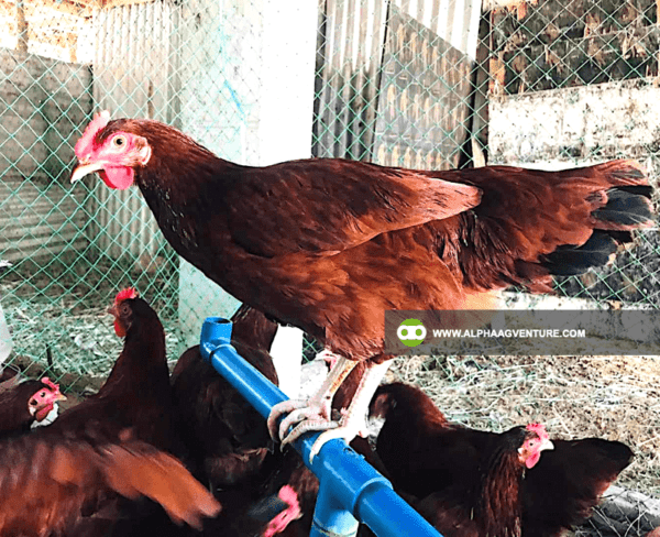 Buy Rhode Island Red Chickens for Sale from Alpha Agventure Farms