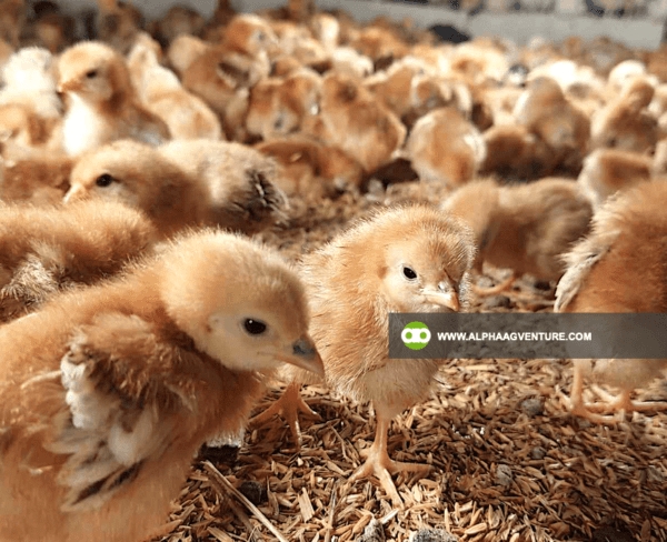 Buy Rhode Island Red Chickens for Sale from Alpha Agventure Farms