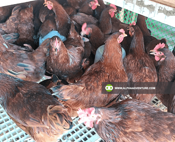 Buy Rhode Island Red Chickens for Sale from Alpha Agventure Farms