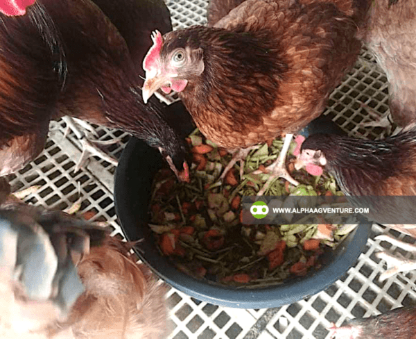 Buy Rhode Island Red Chickens for Sale from Alpha Agventure Farms