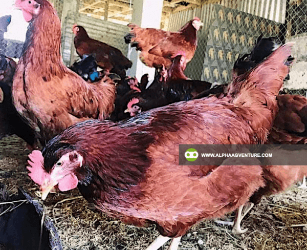 Buy Rhode Island Red Chickens for Sale from Alpha Agventure Farms