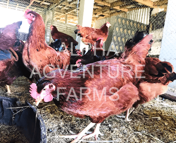 Buy Rhode Island Red Hen for Sale in the Philippines