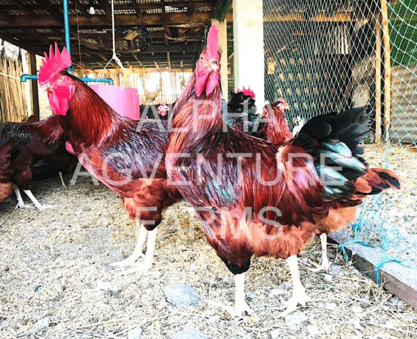 Buy Rhode Island Red Rooster for Sale in the Philippines