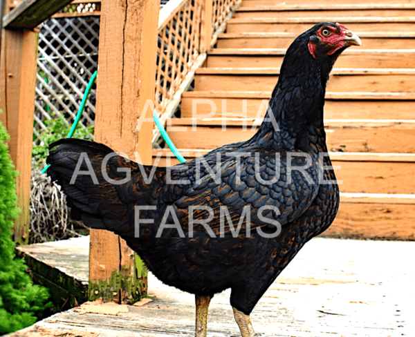 Buy Standard Cornish Hen for Sale from Alpha Agventure Farms