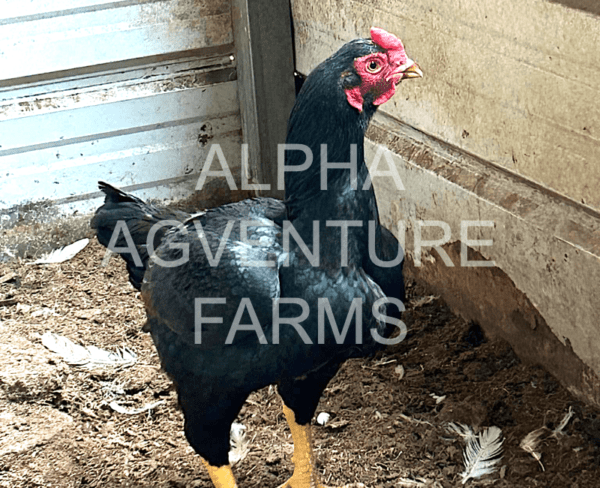 Buy Standard Cornish Rooster for Sale from Alpha Agventure Farms