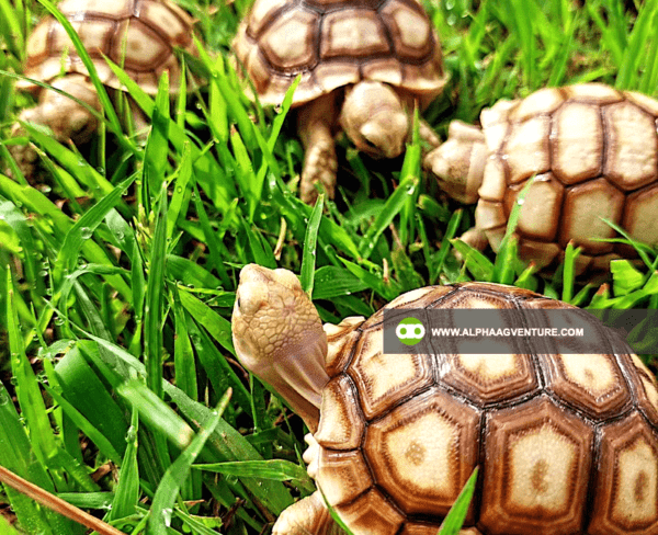 Buy Sulcata Tortoise for Sale from Alpha Agventure Farms