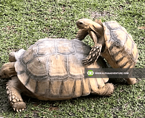 Buy Sulcata Tortoise for Sale from Alpha Agventure Farms