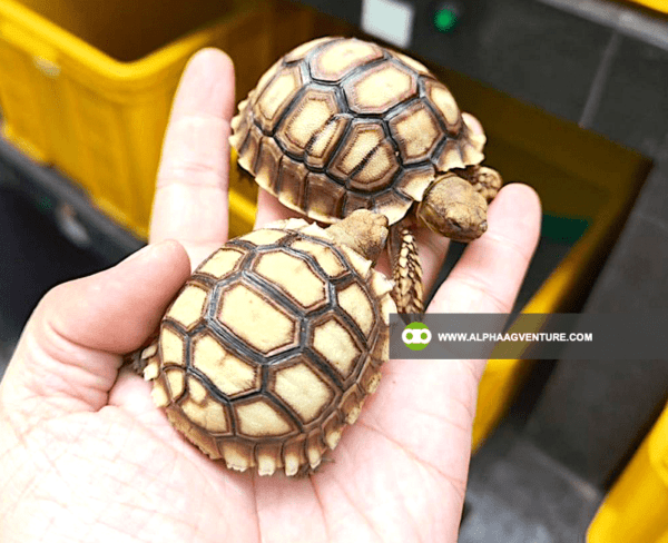 Buy Sulcata Tortoise for Sale from Alpha Agventure Farms