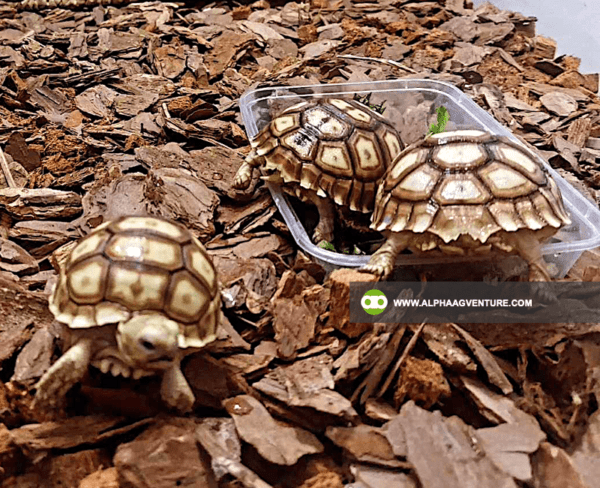 Buy Sulcata Tortoise for Sale from Alpha Agventure Farms