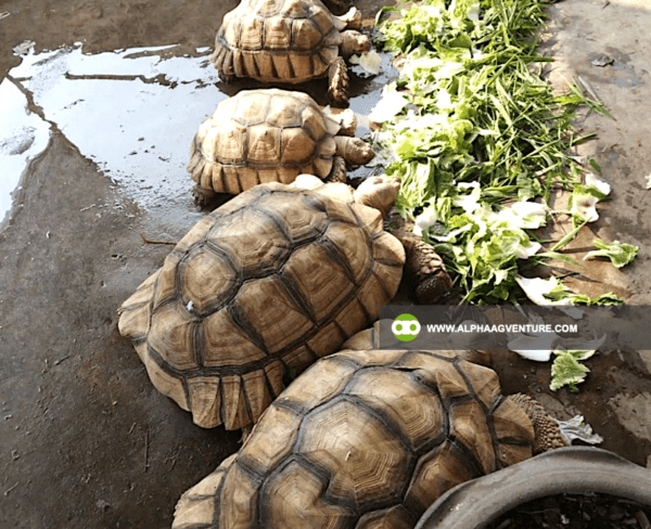 Buy Sulcata Tortoise for Sale from Alpha Agventure Farms