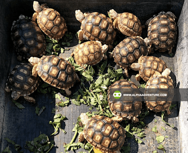 Buy Sulcata Tortoise for Sale from Alpha Agventure Farms