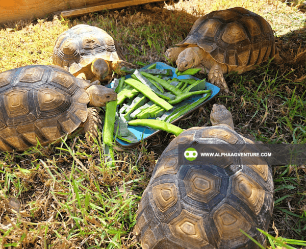 Buy Sulcata Tortoise for Sale from Alpha Agventure Farms