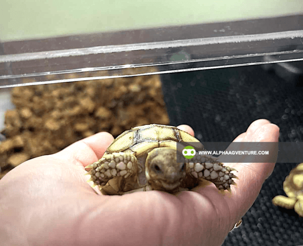 Buy Sulcata Tortoise for Sale from Alpha Agventure Farms