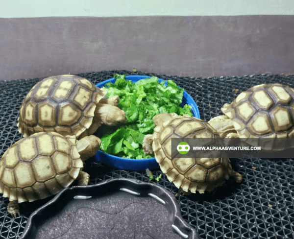 Buy Sulcata Tortoise for Sale from Alpha Agventure Farms