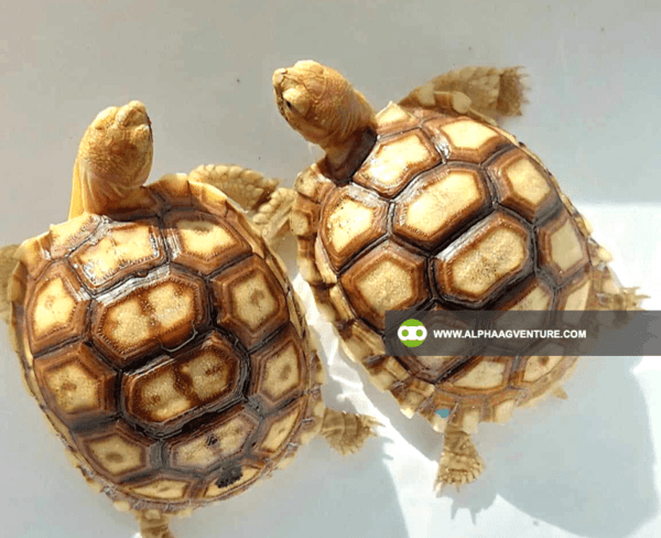 Buy Sulcata Tortoise for Sale from Alpha Agventure Farms