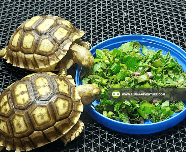 Buy Sulcata Tortoise for Sale from Alpha Agventure Farms