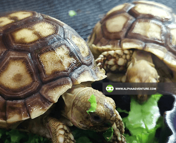 Buy Sulcata Tortoise for Sale from Alpha Agventure Farms