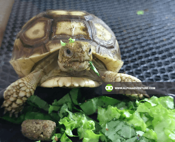 Buy Sulcata Tortoise for Sale from Alpha Agventure Farms