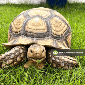 Tortoises