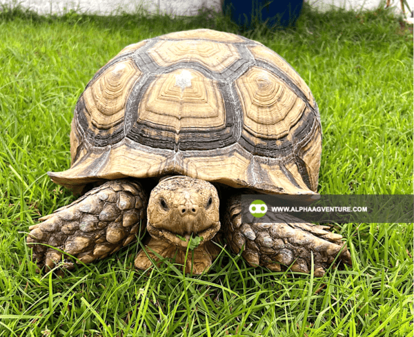 Buy Sulcata Tortoise for Sale from Alpha Agventure Farms