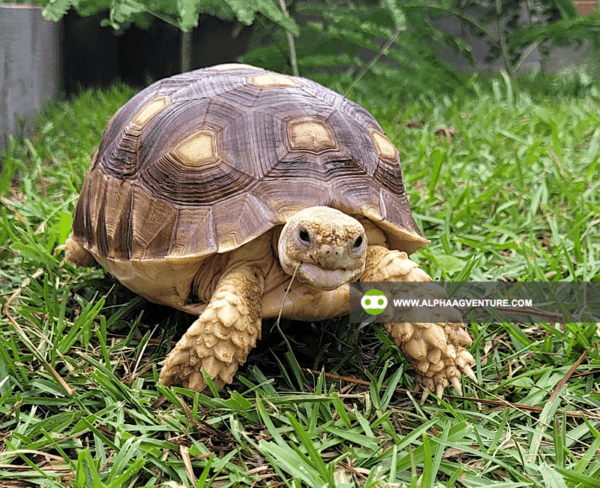 Buy Sulcata Tortoise for Sale from Alpha Agventure Farms