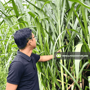 Buy Super Napier Cuttings for Sale from Alpha Agventure Farms