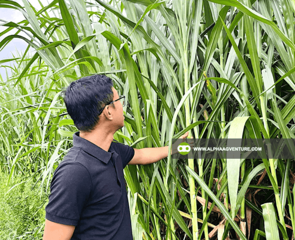 Buy Super Napier Cuttings for Sale from Alpha Agventure Farms