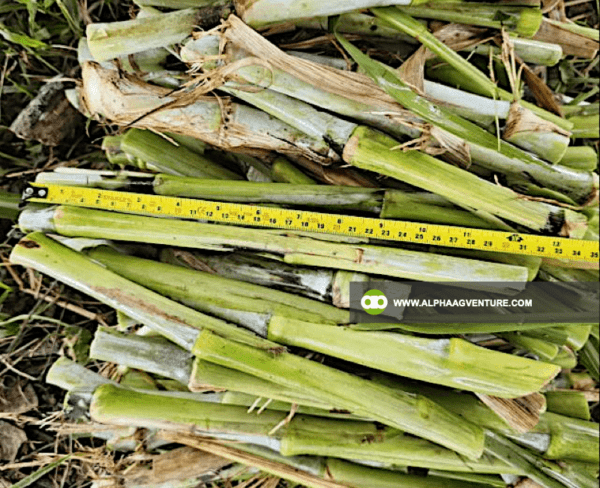 Buy Super Napier Cuttings for Sale from Alpha Agventure Farms